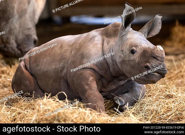 dpatop - 28 December 2020, Thuringia, Erfurt: The baby rhino in the Thuringian Zoopark has a name as of today: Tayo. The rhino lady Marcita had given birth to...
