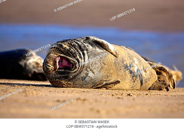 England, Lincolnshire, North Somercotes. North Atlantic Grey Seal Halichoerus grypus on a sandflat at the Donna Nook Nature Reserve