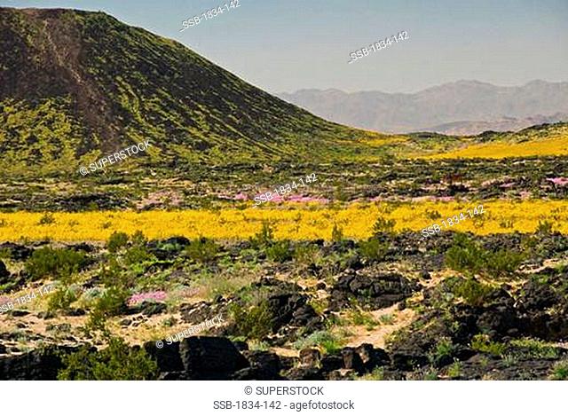 Wildflowers with volcanic crater on a landscape, Amboy Crater, Amboy Crater National Natural Landmark, California, USA