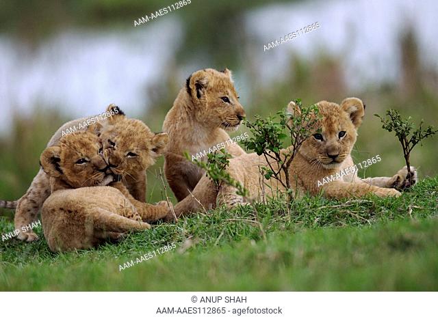 Lion cubs aged 1-2 months playing together (Panthera leo). Maasai Mara National Reserve, Kenya. Mar 2011