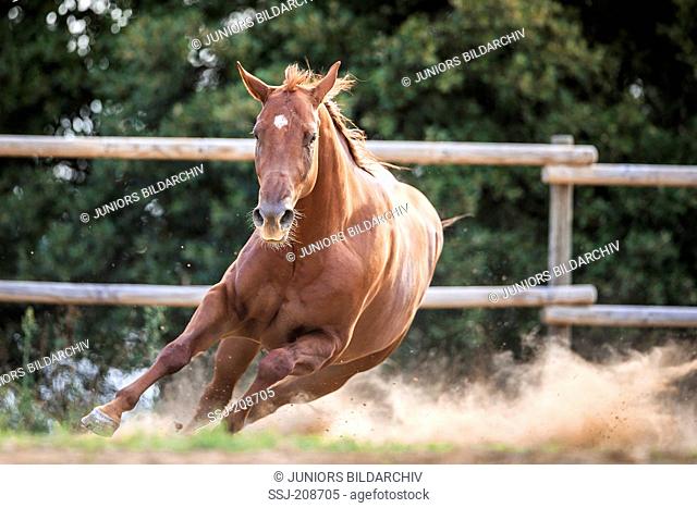 American Quarter Horse. Chestnut gelding galloping in a paddock. Italy