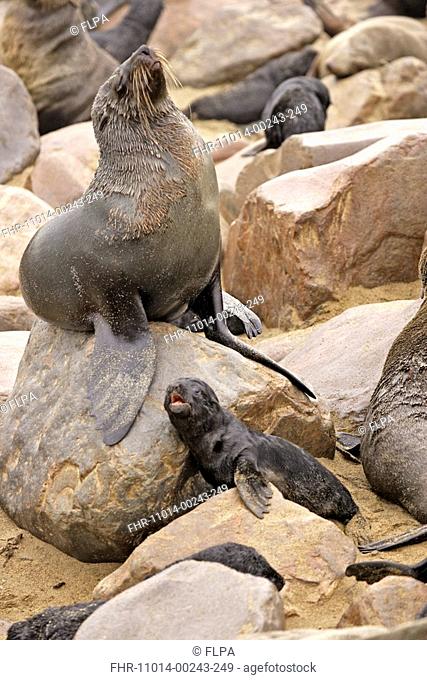 Cape Fur Seal Arctocephalus pusillus mother and pup on rocky beach, Cape Cross, Namibia