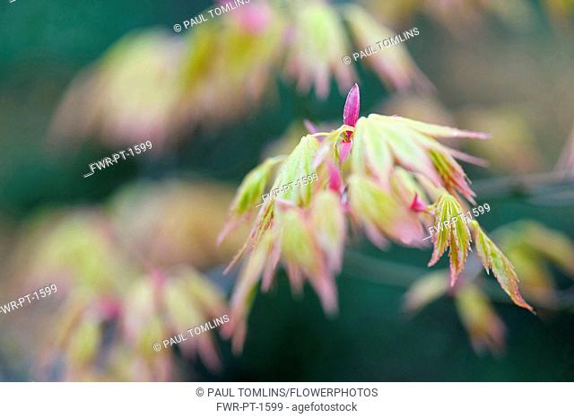 Maple, Acer palmatum shindeshojo, Japanese Maple, Detail showing green leaves tinged with red.-