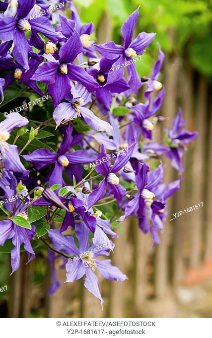 Close-up of purple flowers of Clematis jackmanii