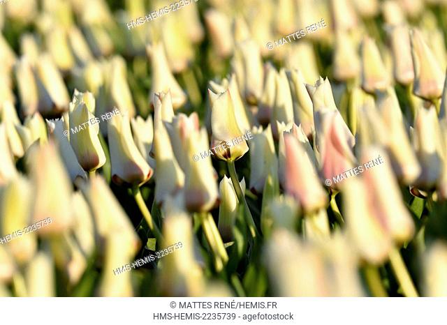 Netherlands, Southern Holland, fields of tulips near Lisse and Keukenhof garden