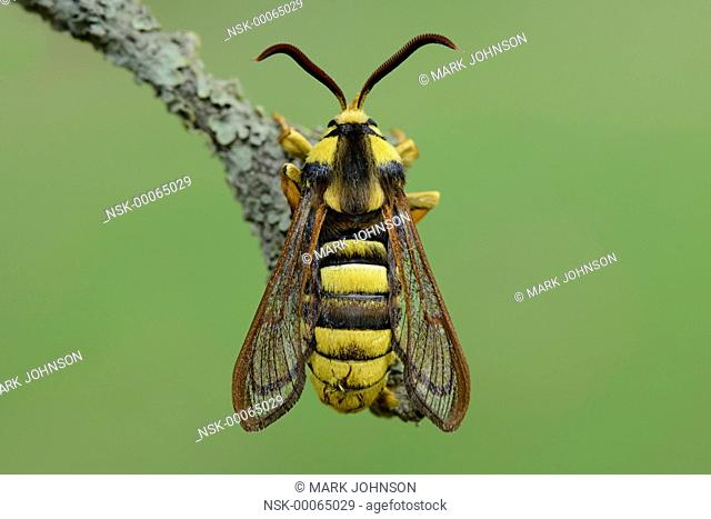Hornet Clearwing (Sesia apiformis) resting on a twig, England, Rutland