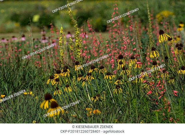 Flower beds in the Dendrological Garden in Pruhonice, Czech Republic on June 24, 2017. (CTK Photo/Zdenek Kiesenbauer)