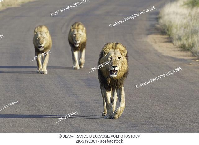 African lions (Panthera leo), three adult males walking on a tarred road, Kruger National Park, South Africa, Africa