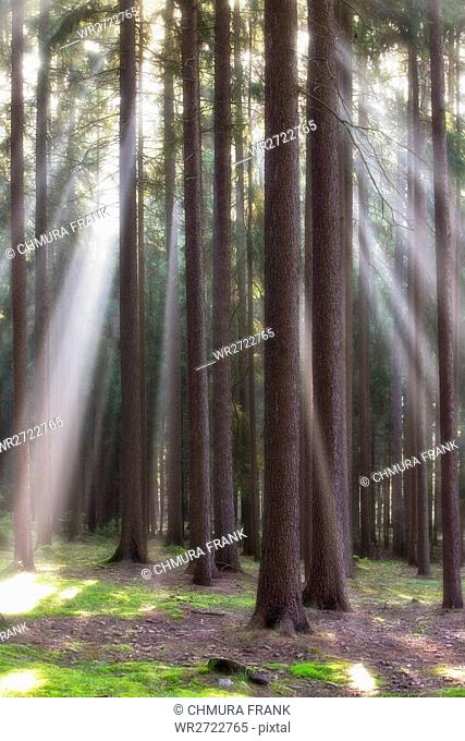 autumn forest scene with sun-rays shining through branches