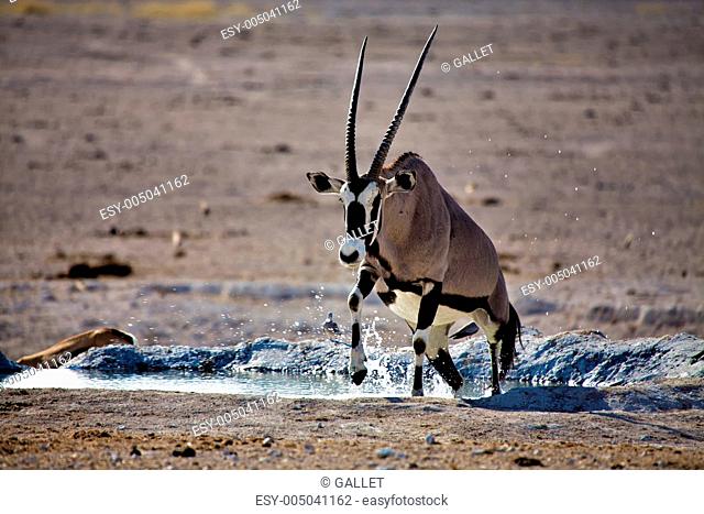 an oryx going out of the water in etosha national park namibia