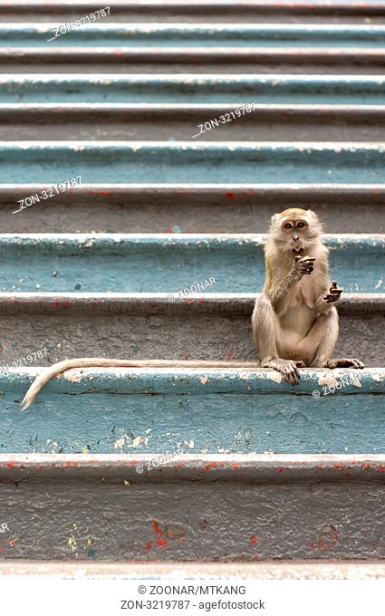 Monkey had dominated the 272 steps to batu cave temple. Batu cave is a hindu cave temple in Kuala Lumpur, Malaysia. It is the popular venue of yearly Thaipusam...