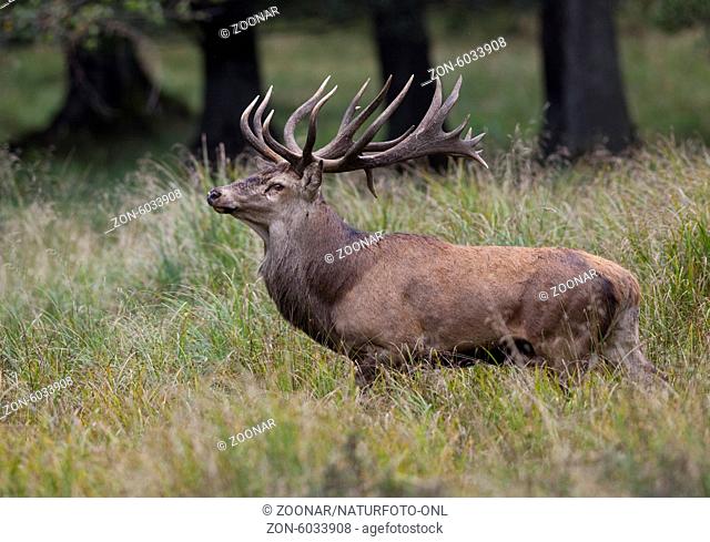 Red deer / Cervus elaphus