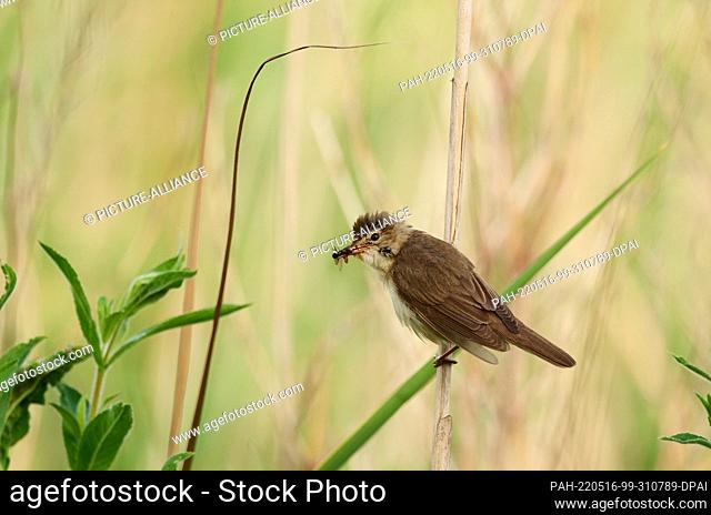 01 July 2021, Mecklenburg-Western Pomerania, Wiek: 01.07.2021, Wiek on Ruegen. A Pond Warbler (Acrocephalus scirpaceus) is sitting on a reed at a small pond...