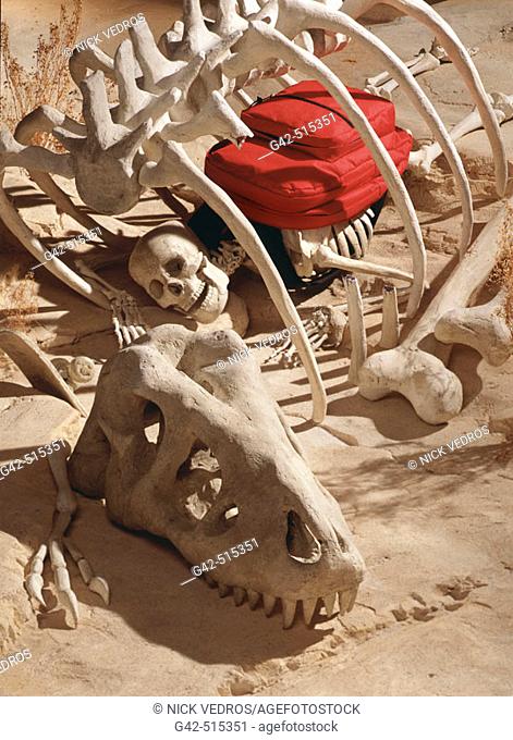 Human skeleton found inside dinosaur skeleton