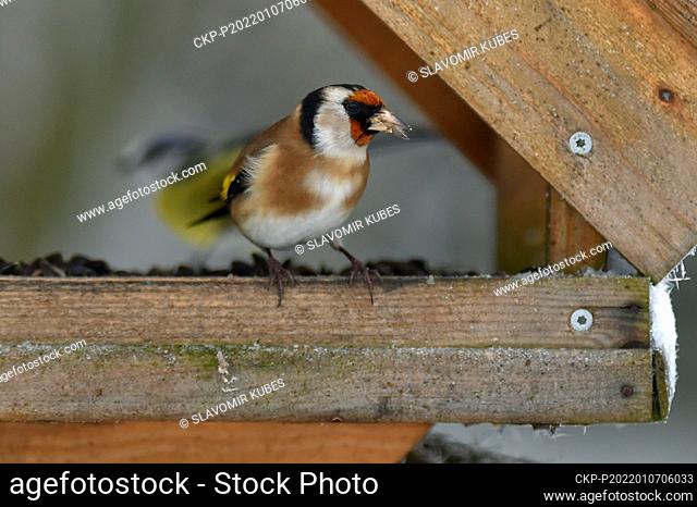 European goldfinches (Carduelis carduelis) on a feeder in Studenec, Sokolov region, Czech Republic, on January 7, 2022. On this day