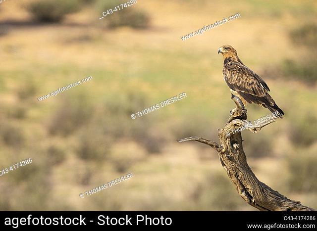 Tawny Eagle (Aquila rapax). Perching. Kalahari Desert, Kgalagadi Transfrontier Park, South Africa