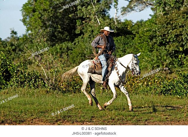 Pantanal Cowboy, Pantaneiro, Horse, Pantaneiro Horse, Pantanal, Brazil, riding