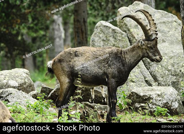 Ibex or wild goat of the Alps (Capra ibex), Les Angles, Catalan Pyrenees, Capcir region, France