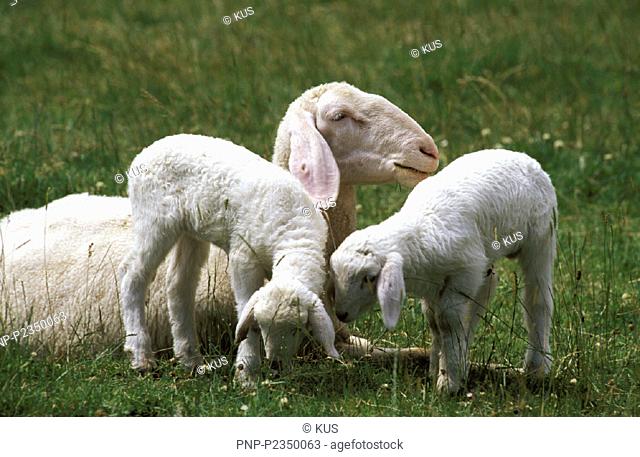 Schaf und Lämmchen