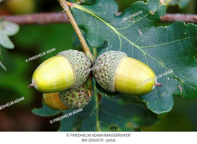 English Oak (Quercus robur), twig with acorns and leaves, Neunkirchen in Siegerland, North Rhine-Westphalia, Germany, Europe
