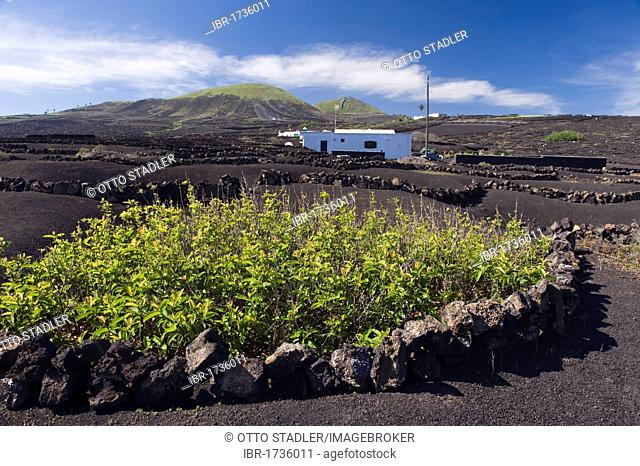 Dryland agriculture on lava, volcanic landscape at La Geria, Lanzarote, Canary Islands, Spain, Europe