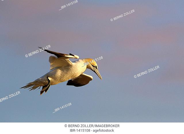 Northern Gannet (Sula bassana) in flight with red clouds, sunset, North Sea, Heligoland, Schleswig-Holstein, Germany, Europe