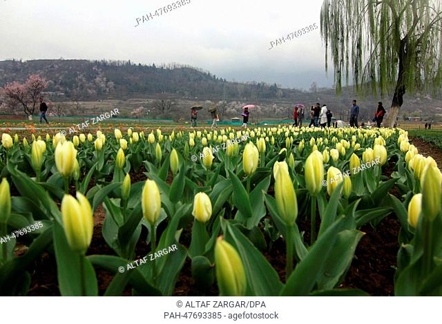 Srinahar, Kashmir, India, A view of fully bloomed Tulips at the Asia's largest Tulip Garden on the Foothhills of the Zabarwan hills in Srinagar