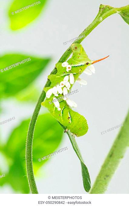 Tobacco hornworm on tomato plant with emerged wasp cocoons