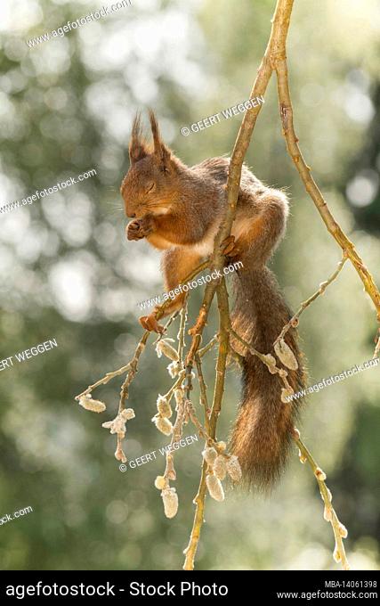 close up of red squirrel standing on willow branches with closed eyes