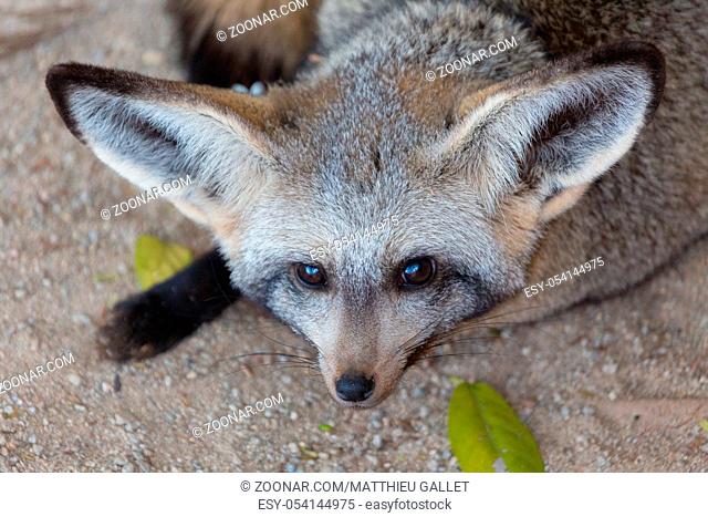 Bat eared fox Namibia
