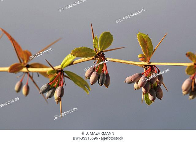 Wintergreen Barberry (Berberis julianae), twig with fruits
