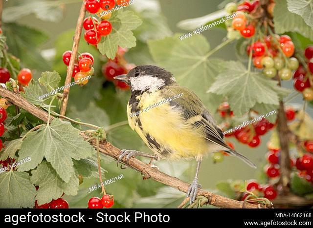 great tit on a branch with red currant