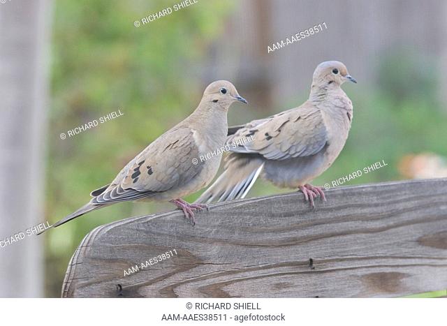 Morning Dove pair, (Zenaida macroura) on back of wood bench at Bakersfield, CA USA