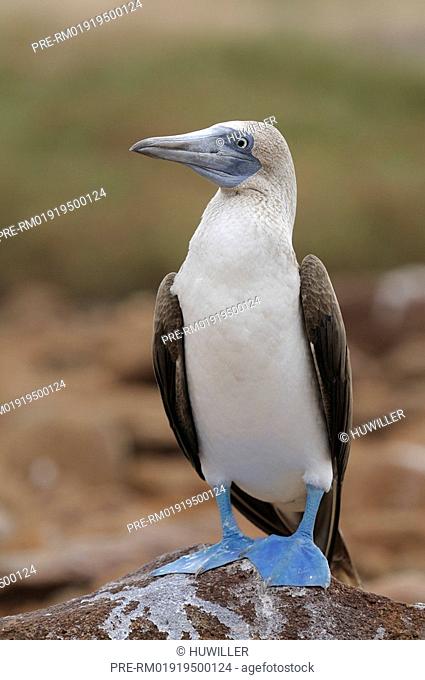 Blue-footed Booby on rock, Sula nebouxii