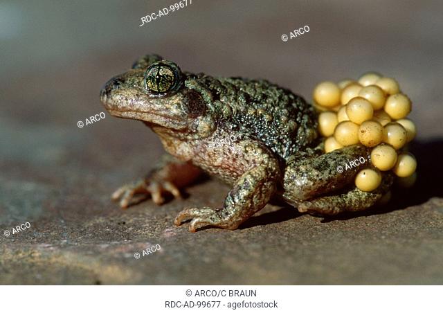 Midwife Toad male with eggs Saarland Germany Alytes obstetricans
