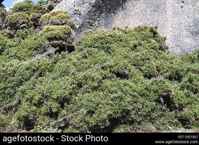 Gorse (Ulex europaeus) is a spiny shrub native to western Europe (Atlantic coasts). This photo was taken in Punta Couso, A Coruna, Galicia, Spain