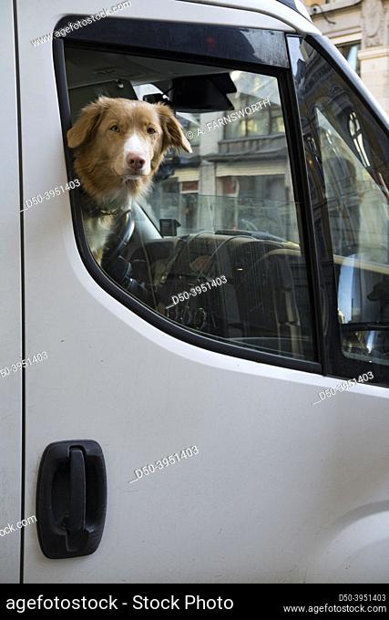 Oslo, Norway A dog looks out the window of a van