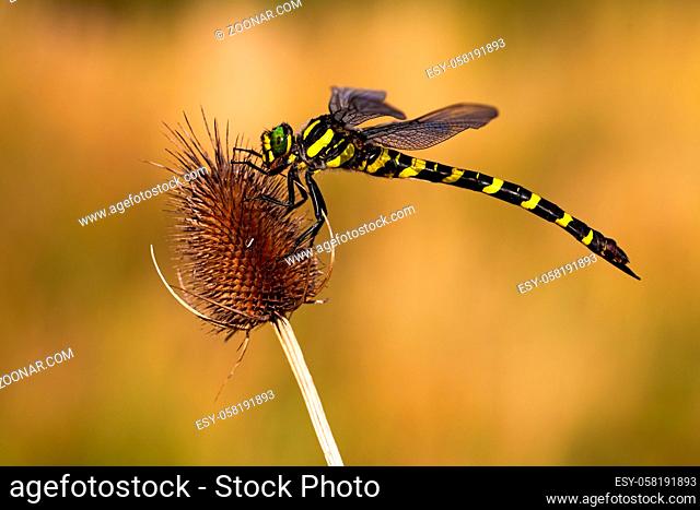 Mature golden ringed dragonfly, cordulegaster boltonii, sitting still on a dry thistle in summer. Large insect with yellow and black stripes above moorland
