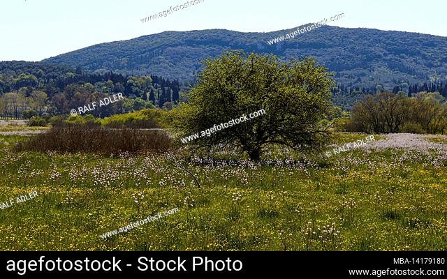Greece, Greek Islands, Ionian Islands, Corfu, spring, spring meadows, single tree on green spring meadow, behind it green hilly landscape, blue sky