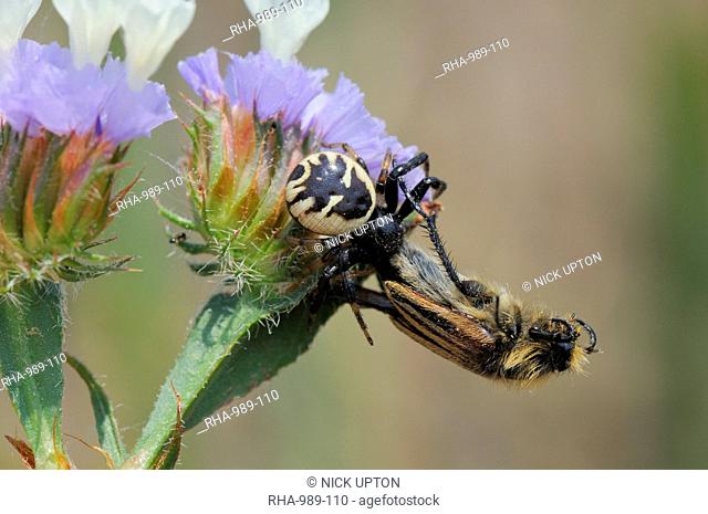 Crab spider Synema globosum with bumblebee, bumble bee, bee scarab beetle Eulasia vittata prey, Lesbos, Greece