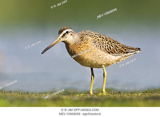 Short-billed Dowitcher - in August (Limnodromus griseus). at Jamaica Bay NWR - NY- USA