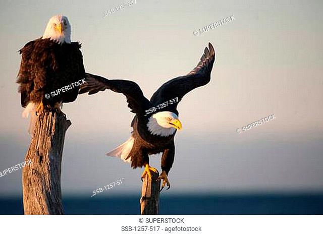 Close-up of Bald eagles Haliaeetus leucocephalus landing on wooden posts