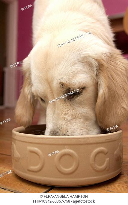 Domestic Dog, Golden Retriever, puppy, feeding from ceramic bowl, England