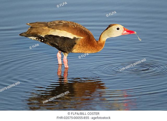 Red-billed Whistling-duck Dendrocygna autumnalis adult, drinking, standing in shallow water, South Padre Island, Texas, U S A , april