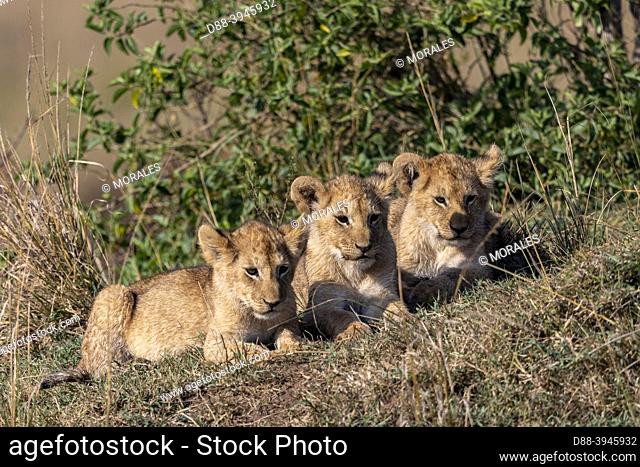 Africa, East Africa, Kenya, Masai Mara National Reserve, National Park, Baby lions (Panthera leo), in the savannah, curiously observe the surroundings
