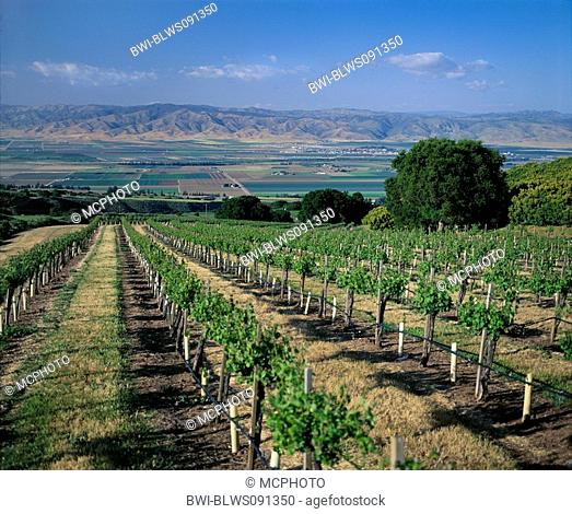 grape-vine, vine Vitis vinifera, Vineyard has a spectacular view across the SALINAS VALLEY to the GABILAN MOUNTAINS, USA, California