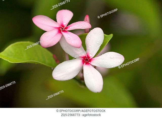 Close up of Sadafuli (Catharanthus Roseus), Madagascar periwinkle or rosy periwinkle flower. Goa, India