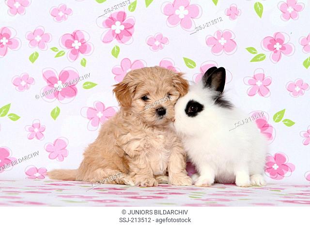 Maltipoo (Maltese x Toy Poodle). Puppy and Teddy Dwarf Rabbit sitting next to each other. Studio picture against a white background with pink flower print