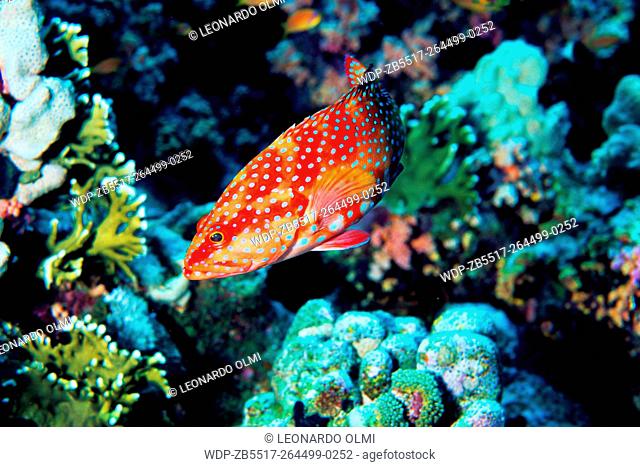 Egypt, Red Sea, Sharm el Sheikh, Coral grouper (Cephalopolis miniata) and fire coral (Millepora tenella)
