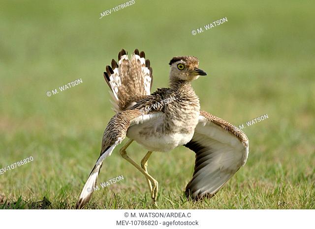 Double-Striped / Mexican Thick-Knee / Double-Striped Stone Curlew - female feigning injury to attract enemies away from nest and chicks (Burhinus bistriatus)